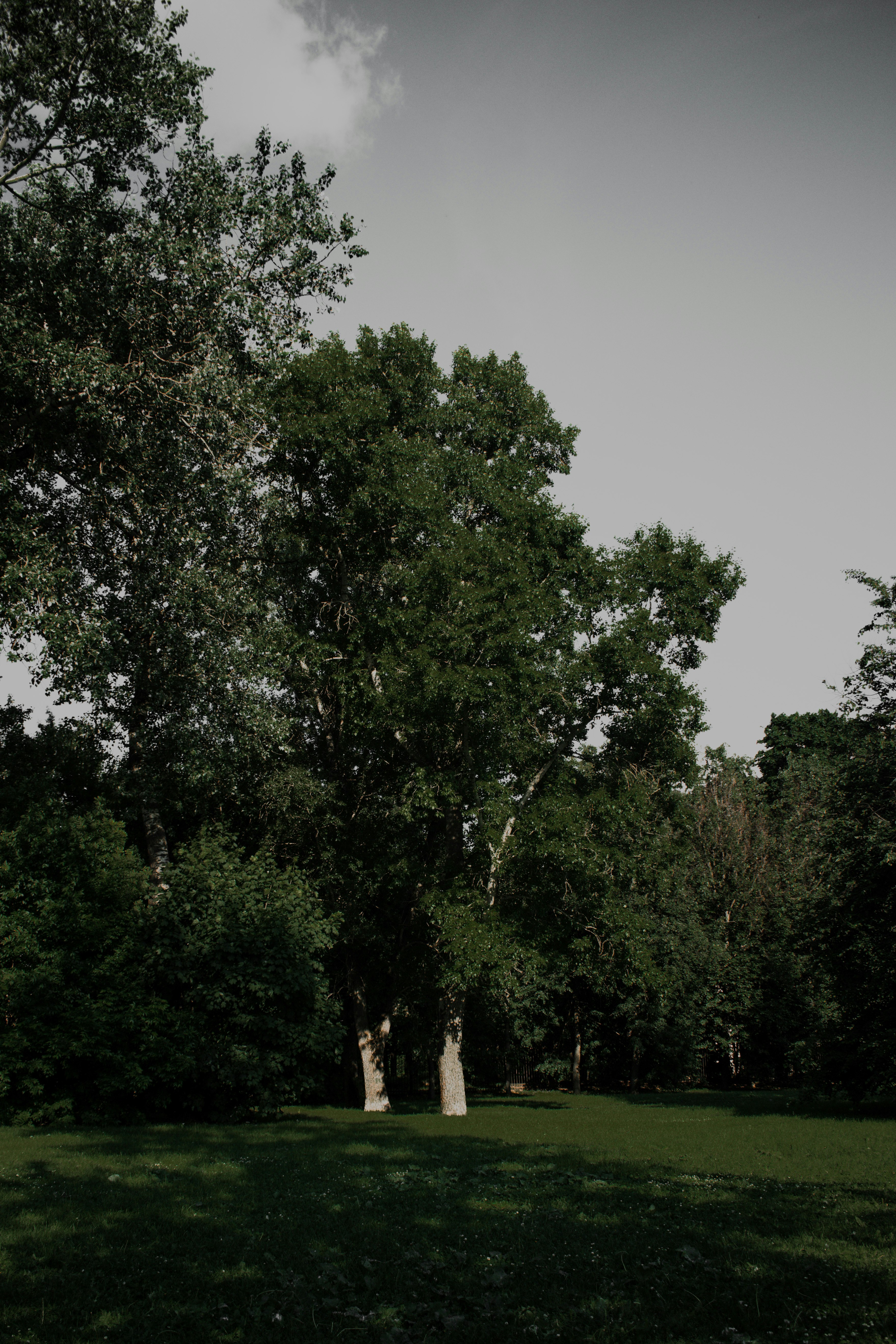 green trees under blue sky during daytime